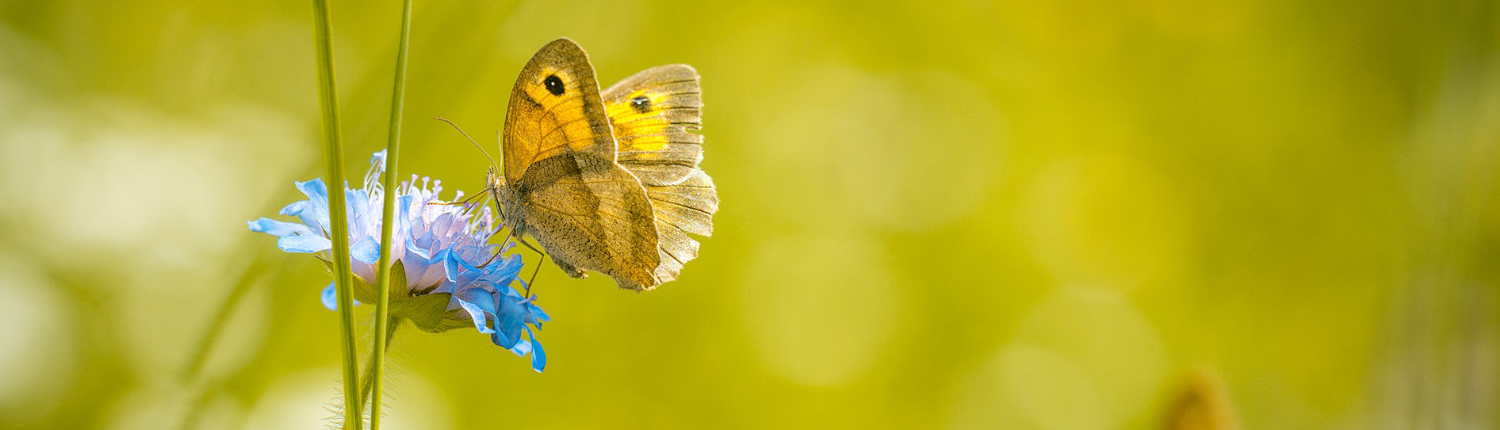 Spiritismus in Deutschland